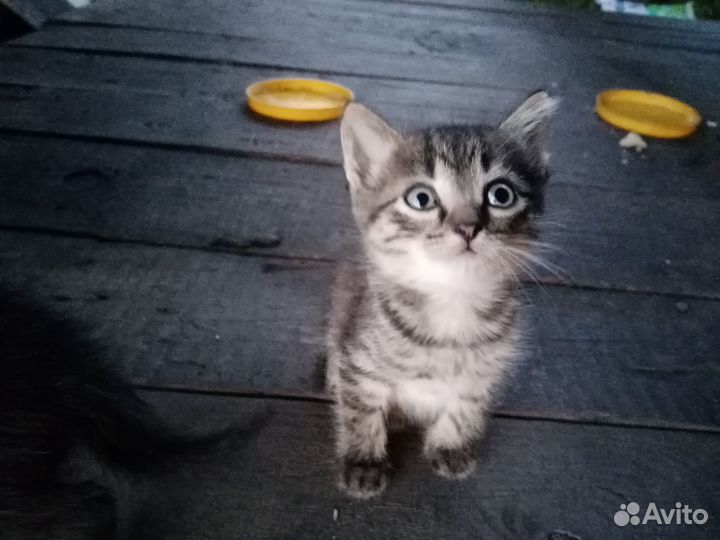 Котенок дымчатый от умной кошки