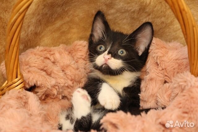 Котенок Мишенька