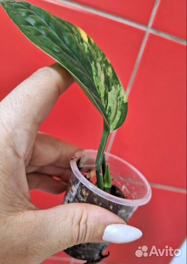 Монстера карстенианум вариегатная