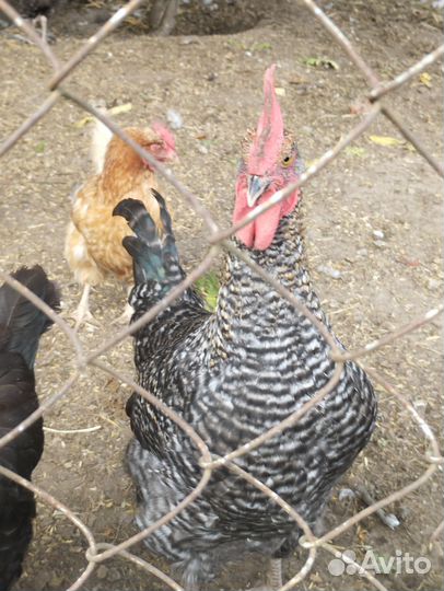 Молодые петухи