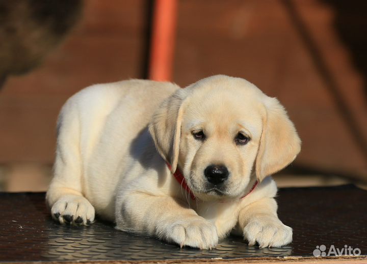 Лабрадор ретривер щенки палевые и шоколад
