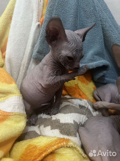 Донской сфинкс котята
