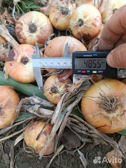 Лук Штутгарт на перо