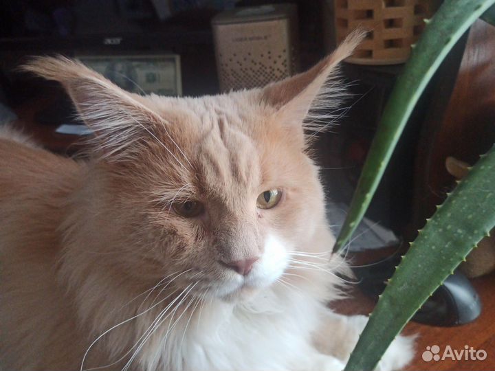 Мейн-кун вязка