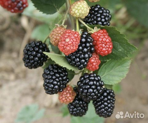 Ежевика Тройная Корона