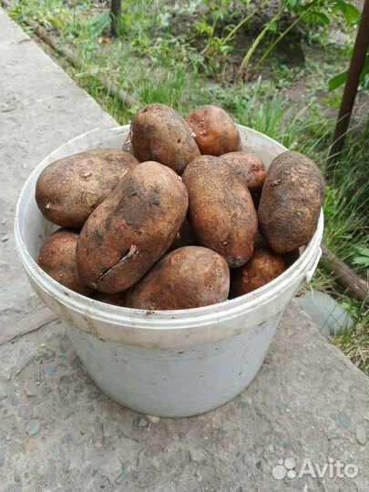 Продукты питания