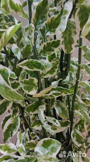 Педилантус (молочай)