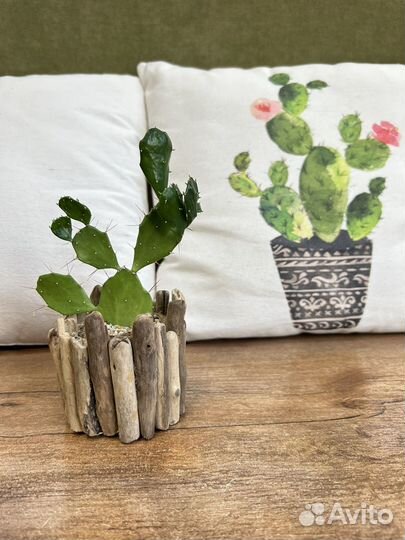 Композиция с кактусами и суккулентами