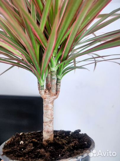 Драцена Маргината