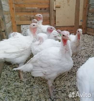 Индюшата, гусята, утята, цыплята бройлеры