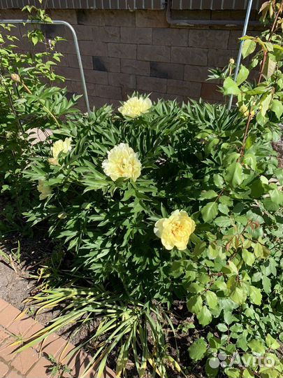 Пионы саженцы бартзелла