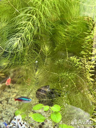 Ампулярии цветные