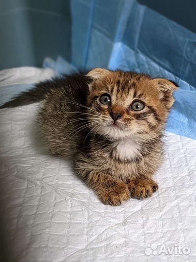 Симба ищет дом