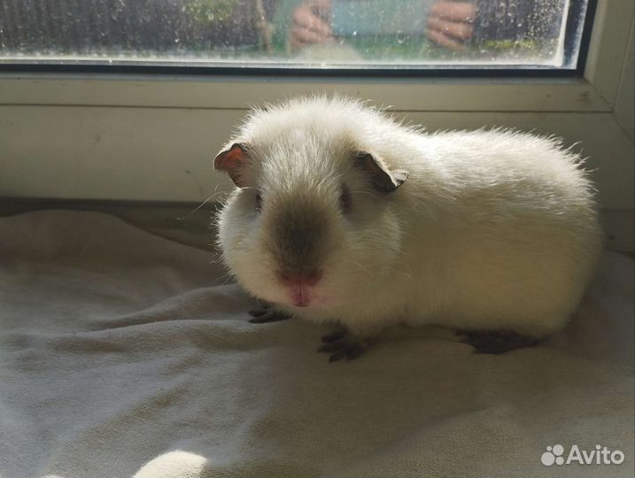 Морские свинки Тедди девочки