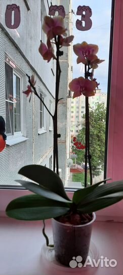 Фаленопсис Сара Бланш