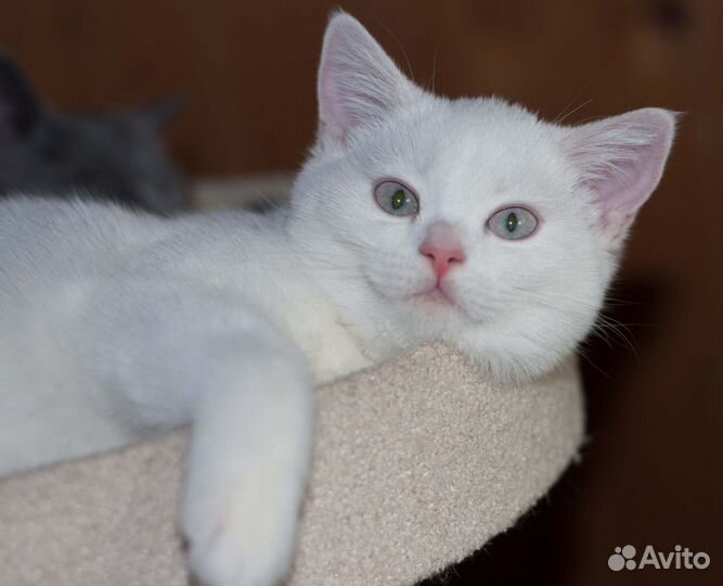 Кошечка шотландская прямоухая