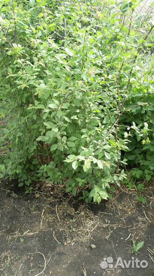 Слива саженцы чернослив