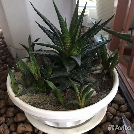 Алоэ хавортия лимифолия