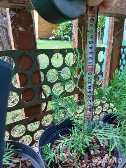 Туя брабант саженцы 25-30 см