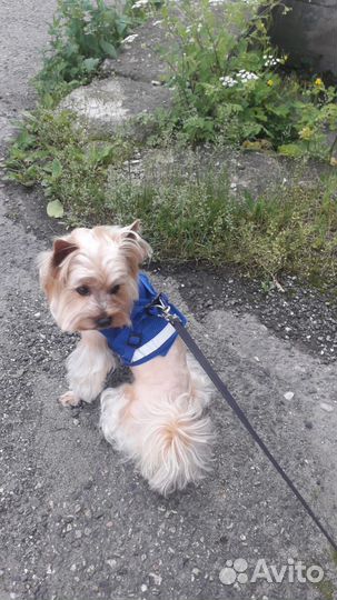 Йоркширский терьер вязка