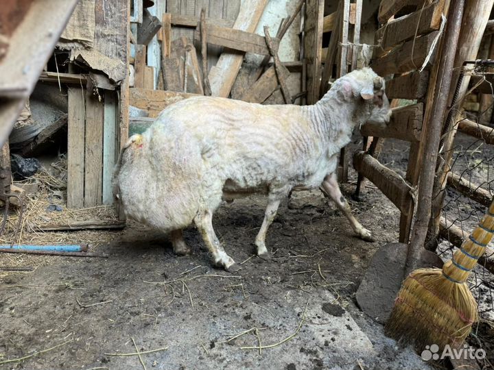 Продаеться курдючный баран
