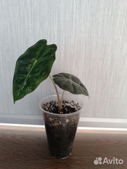 Детки Алоказии Полли