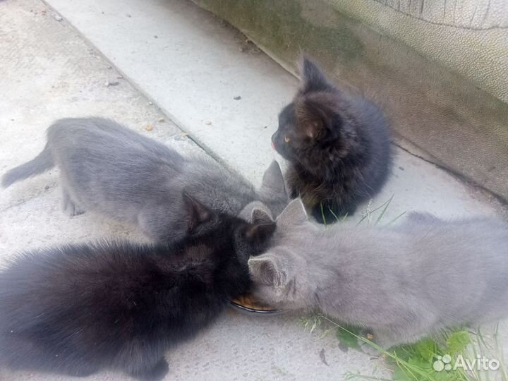 Котята в добрые руки бесплатно