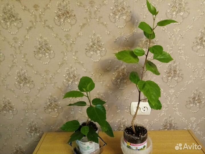 Гибискус - роза китайская