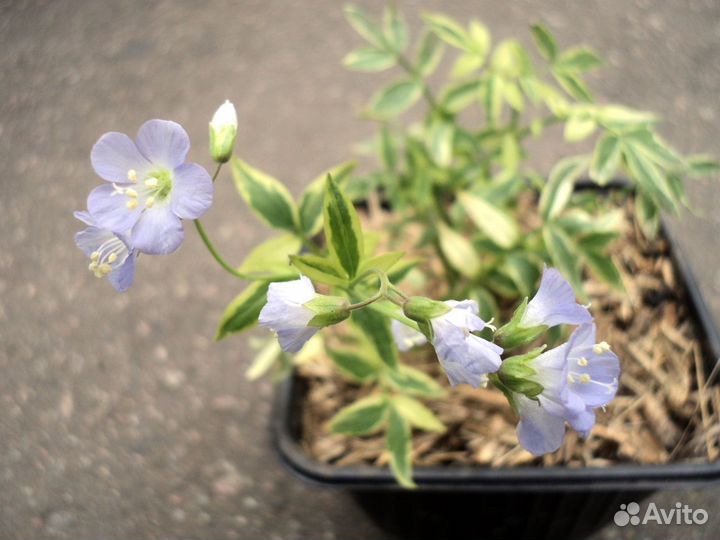 Красотка Polemonium caeruleum