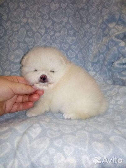 Шпицы детки разных окрасов