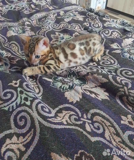 Бенгальские котята