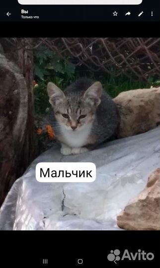 Котята