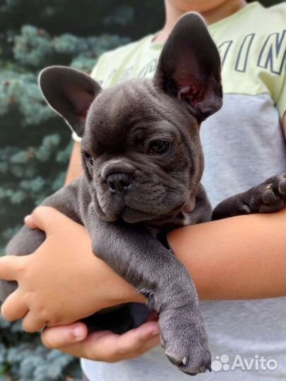 Французский бульдог мальчик