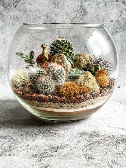 Флорариум. Кактусы