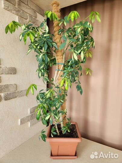 Шефлера вариегатнаная (пестролистная) Нора