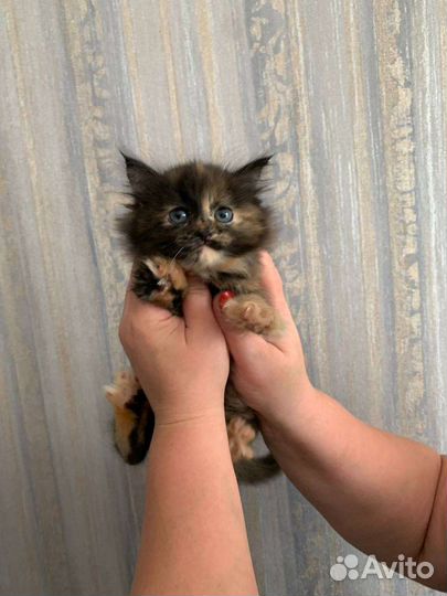 Отдам в добрые руки