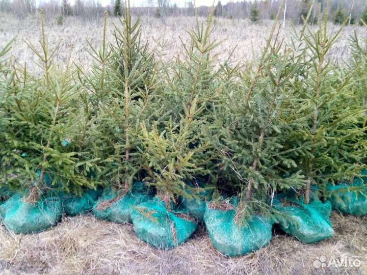 Саженцы Сибирской Ели