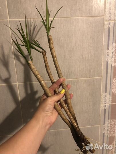 Пальма драцена