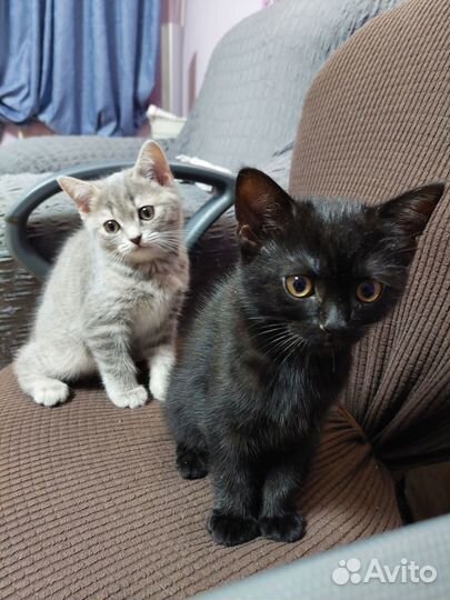 Шотландские прямоухие котята