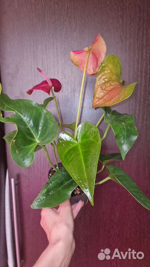 Антуриум Эссенция