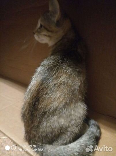 Кошечка 3 месяца