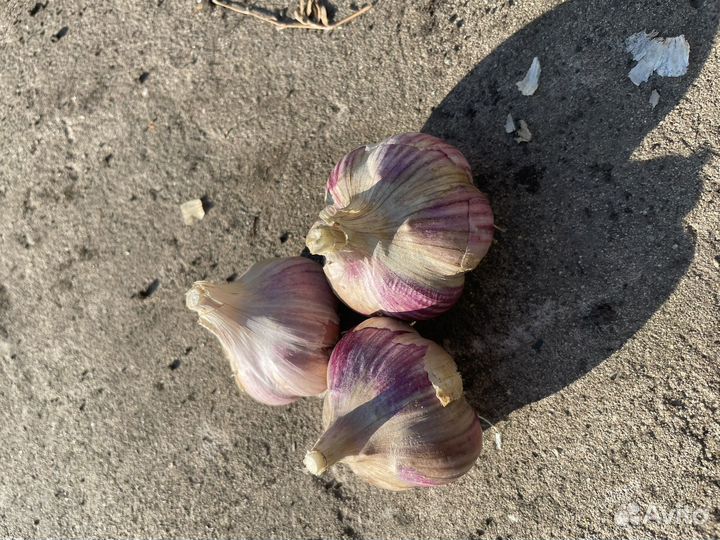 Озимый чеснок на посадку