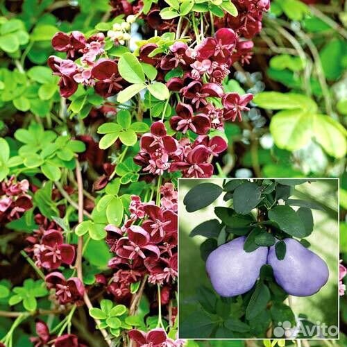 Шоколадная лиана