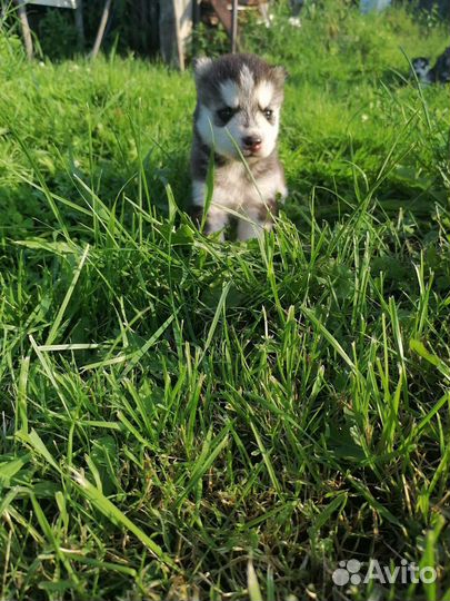 Щенки сибирской хаски