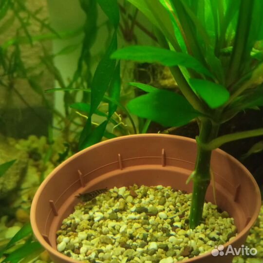 Креветки улитки водоросли