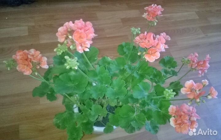 Цветы: фиалки, пеларгонии