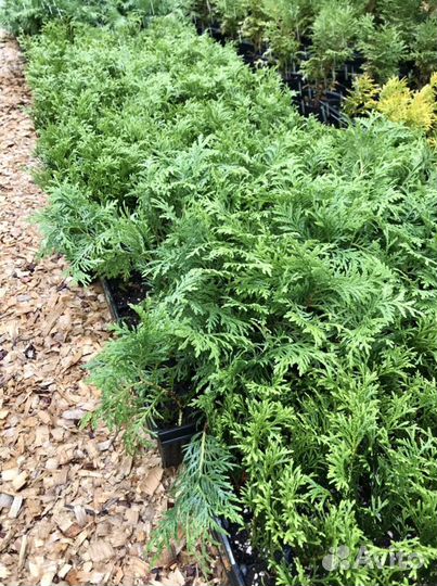 Саженцы туи Смарагд