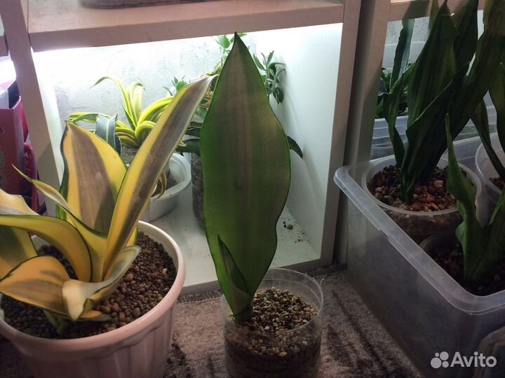 Сансевиерия муншайн