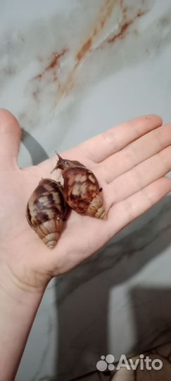 Улитята ахатины