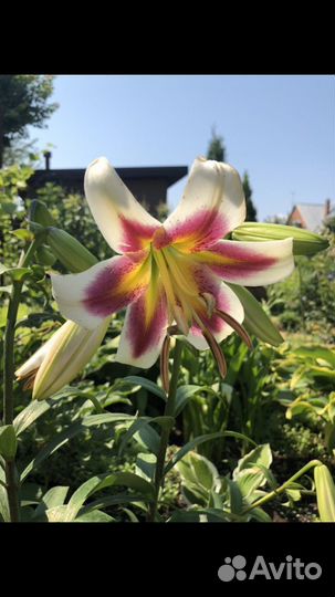 Лилия ‘Beverly Dream’